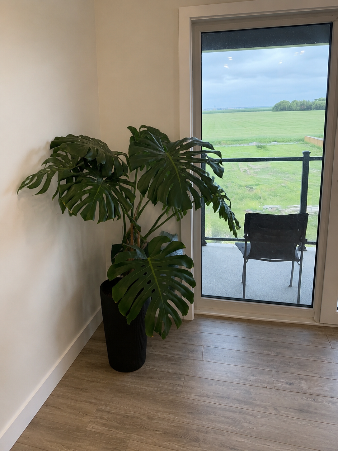 Large Healthy Monstera Deliciosa – Beautiful Statement Plant